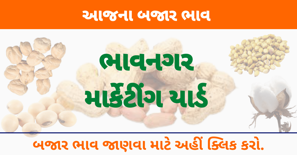 Read more about the article APMC Bhavnagar । આજ ના ભાવનગર માર્કેટિંગયાર્ડના ભાવ