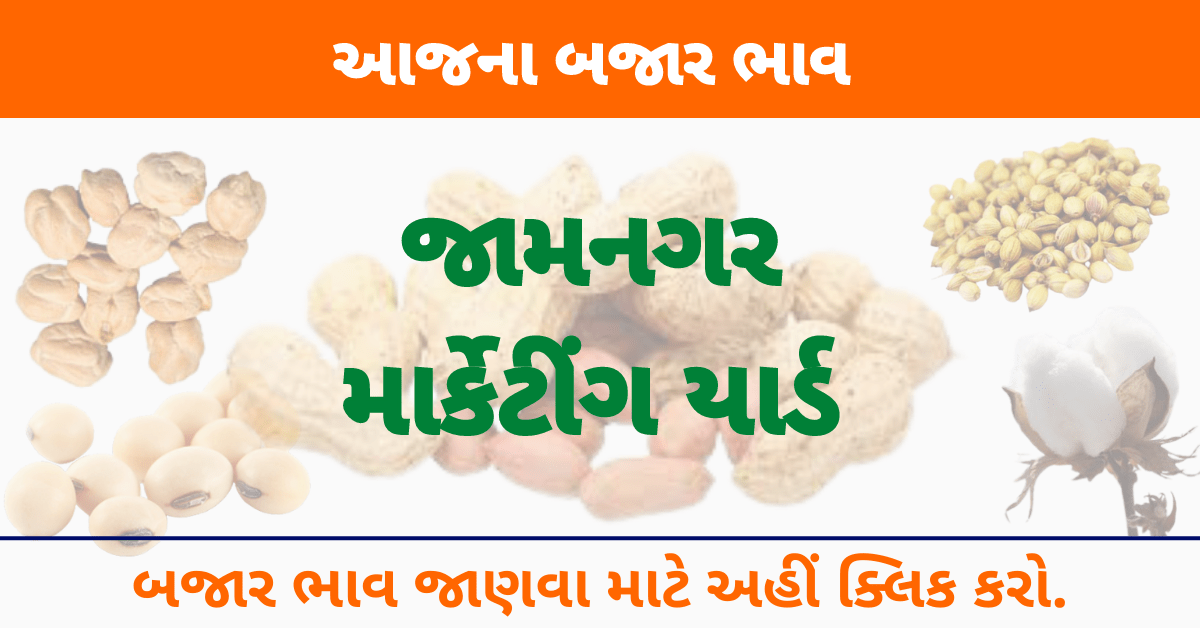 Read more about the article APMC Jamnagar Hapa । આજ ના જામનગર માર્કેટિંગ યાર્ડ ભાવ