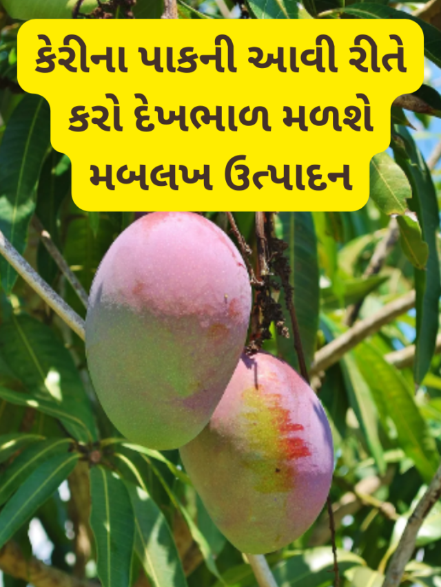 Read more about the article Mango Farming Information