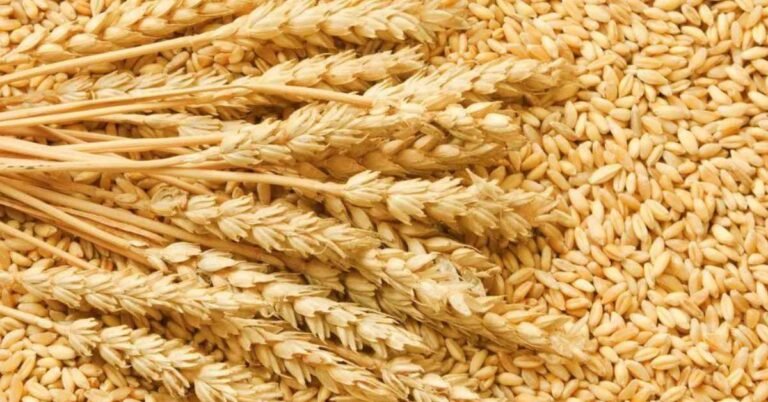 Read more about the article Wheat Storage Tips: આખા વર્ષ માટે નવા ઘઉં ભરતા હોવ તો જાણીલો આ 5 ઉપાય ક્યારેય નહિ બગડે