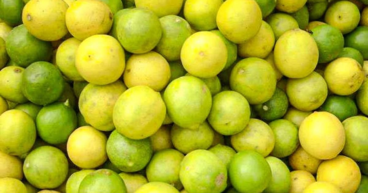 You are currently viewing Lemon Price Hike : ભર ઉનાળે લીંબુના ભાવોમાં થયો ધરખમ વધારો, ભાવ સાંભળીને ટાંટિયા ધ્રુજી જશે