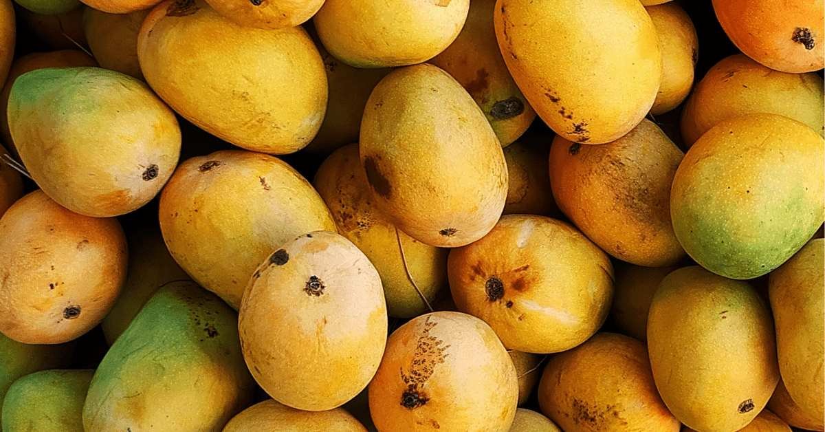 Read more about the article Today mango prices: અમરેલી માર્કેટમાં કેસર કરતા હાફૂસ કેરી મોંઘી, જાણો શું રહ્યાં ભાવ