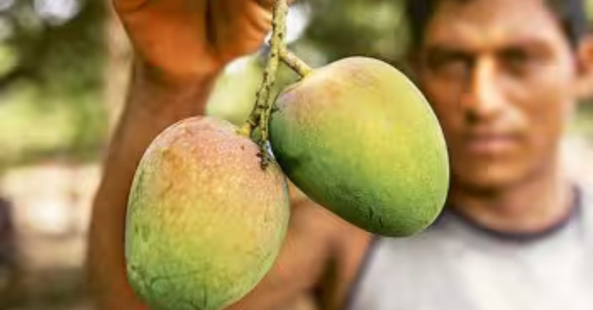 Read more about the article Kesar keri Mango Selection Tips : મીઠી અને રસદાર કેરી ઓળખવાની ટિપ્સ, આ નિશાન દેખાય તો આંખ બંધ કરીને ખરીદી લો કેરી
